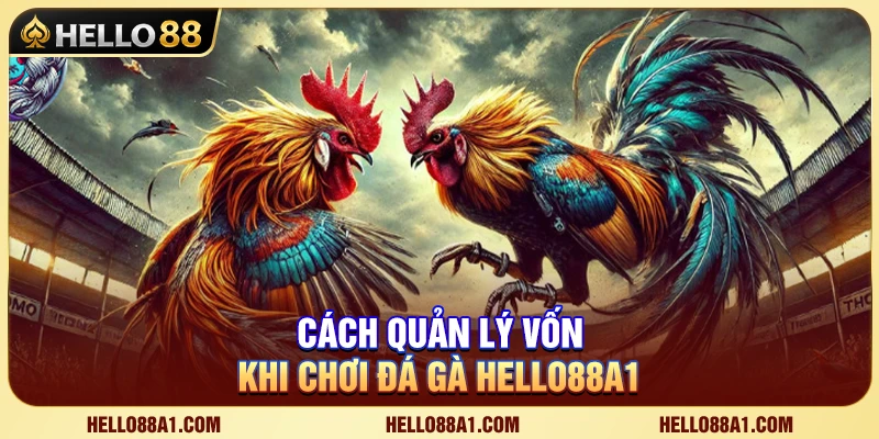 Bí Quyết Quản Lý Vốn Đá Gà Hello88 Để Luôn Bảo Toàn Nguồn Vốn 1 Bí Quyết Quản Lý Vốn Đá Gà Hello88 Để Luôn Bảo Toàn Nguồn Vốn