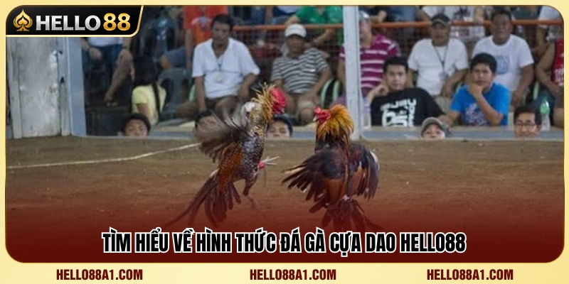 Đá Gà Cựa Dao Hello88 – Những Lưu Ý Khi Xem Kèo 2 Khám phá sức hấp dẫn của đá gà cựa dao Hello88
