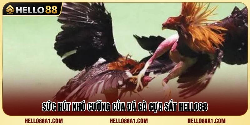 Khám phá sức nóng của đá gà cựa sắt Hello88 