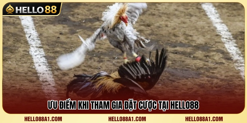 Những lợi thế nổi bật khi cược đá gà tại Hello 88 