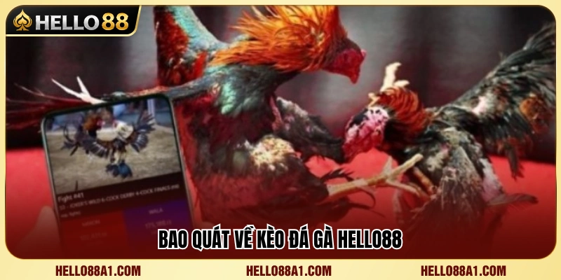 Kèo Đá Gà Hello88 – Cách Nhìn Tỷ Lệ Trước Trận 2 Tìm hiểu hệ thống kèo đá gà Hello88