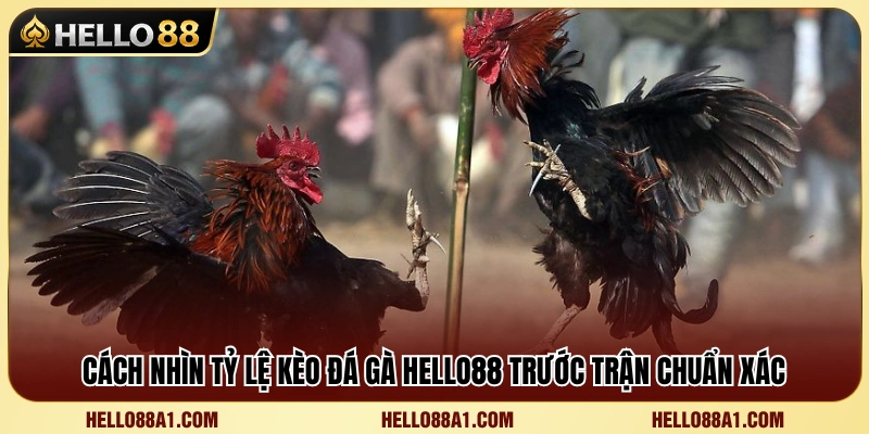 Kèo Đá Gà Hello88 – Cách Nhìn Tỷ Lệ Trước Trận 3 Cách phân tích tỷ lệ cược trước khi vào kèo