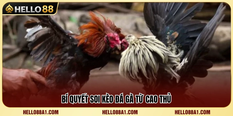Kèo Đá Gà Hello88 – Cách Nhìn Tỷ Lệ Trước Trận 4 Kinh nghiệm soi kèo đá gà hiệu quả