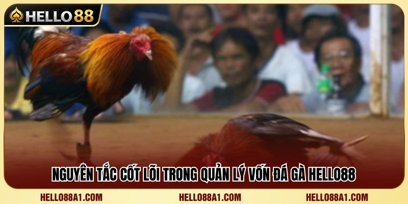 Bí Quyết Quản Lý Vốn Đá Gà Hello88 Để Luôn Bảo Toàn Nguồn Vốn 2 Những nguyên tắc quan trọng khi phân bổ ngân sách cược